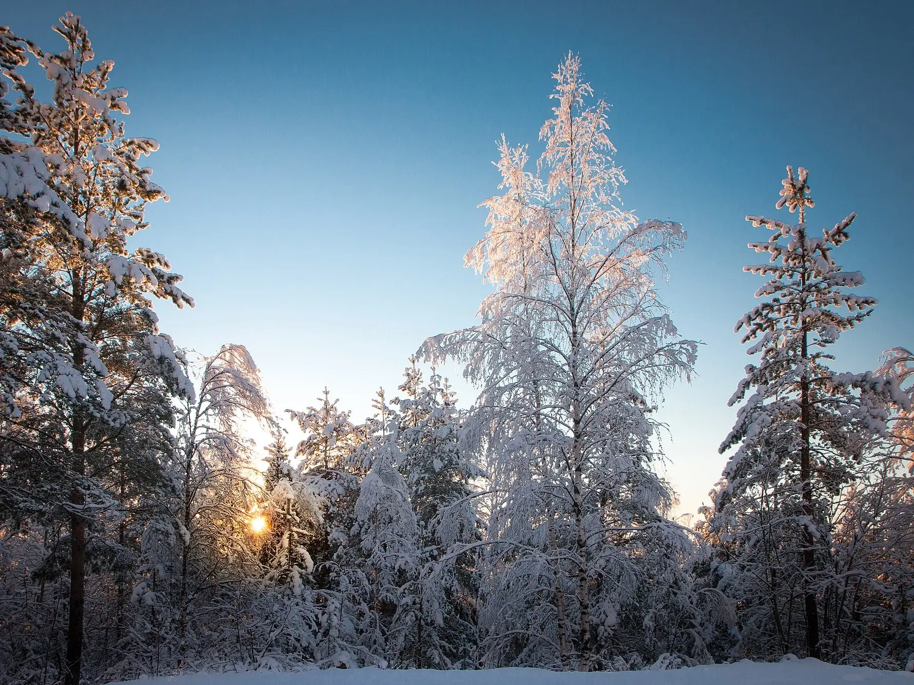 Besneeuwde bomen bij Luleå tegen een heldere winterlucht
